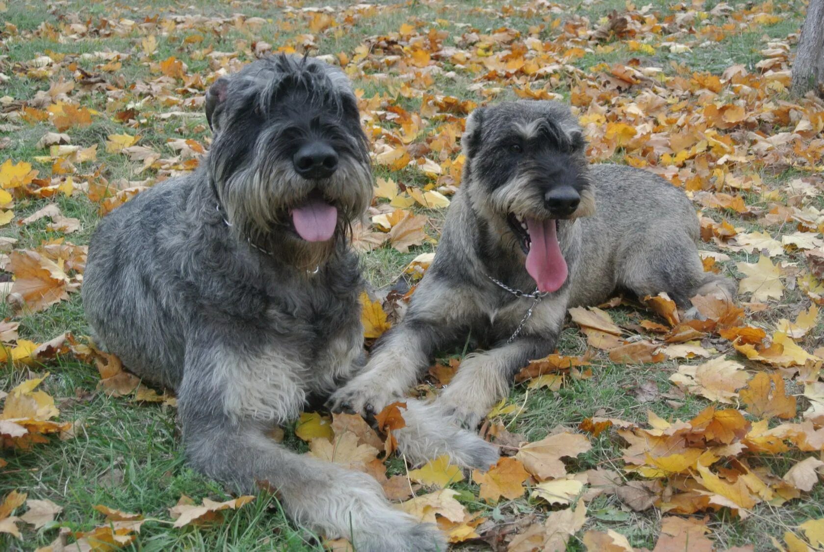 щенки ризеншнауцера перец с солью. окрашивание седых волос. окрас перец с солью.