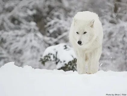 Белые снежные волки