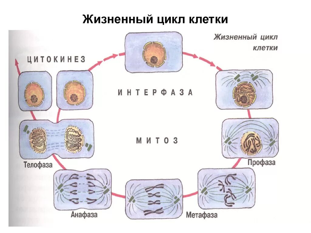 Последовательность стадий развития клеток. Жизненный цикл клетки схема. Схема стадий жизненного цикла клетки. 2 Жизненный цикл клетки: интерфаза. Этапы жизненного цикла клетки схема.