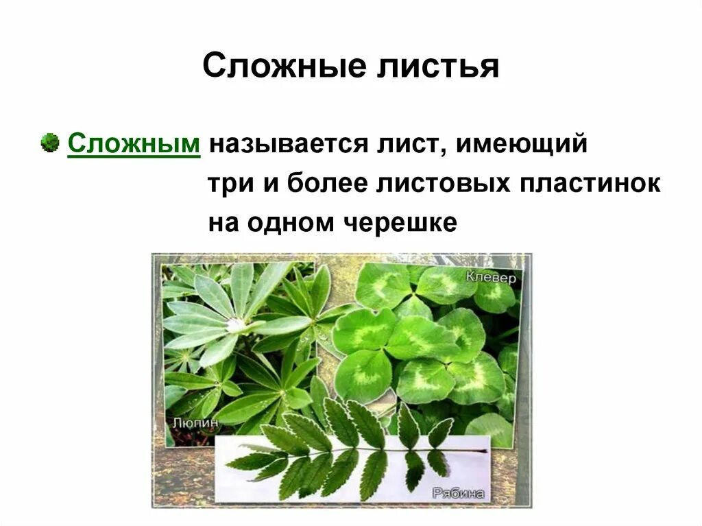 Сложным листом называется