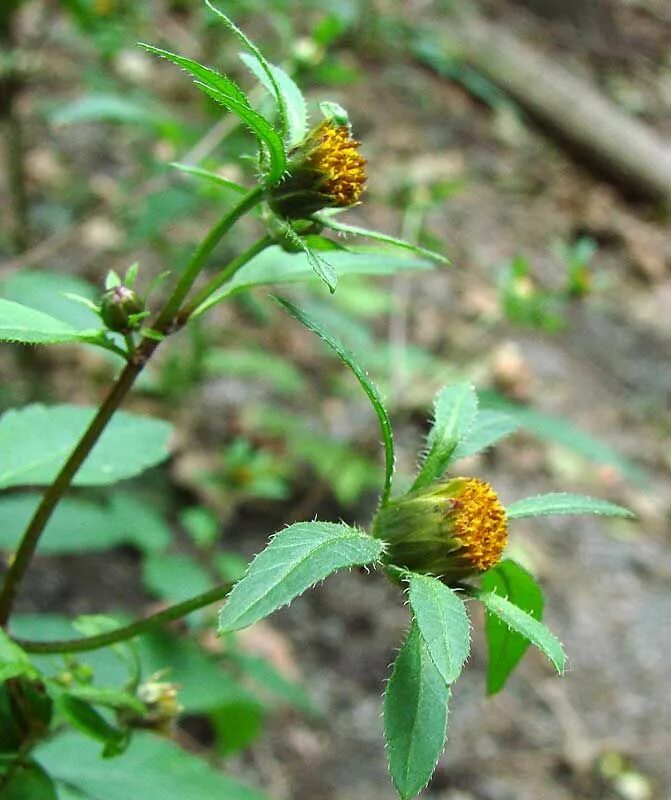Ждать череда. Череда трехраздельная сорняк. bidens frondosa. череда дваждыперистая bidens bipinnata l. череда олиственная.