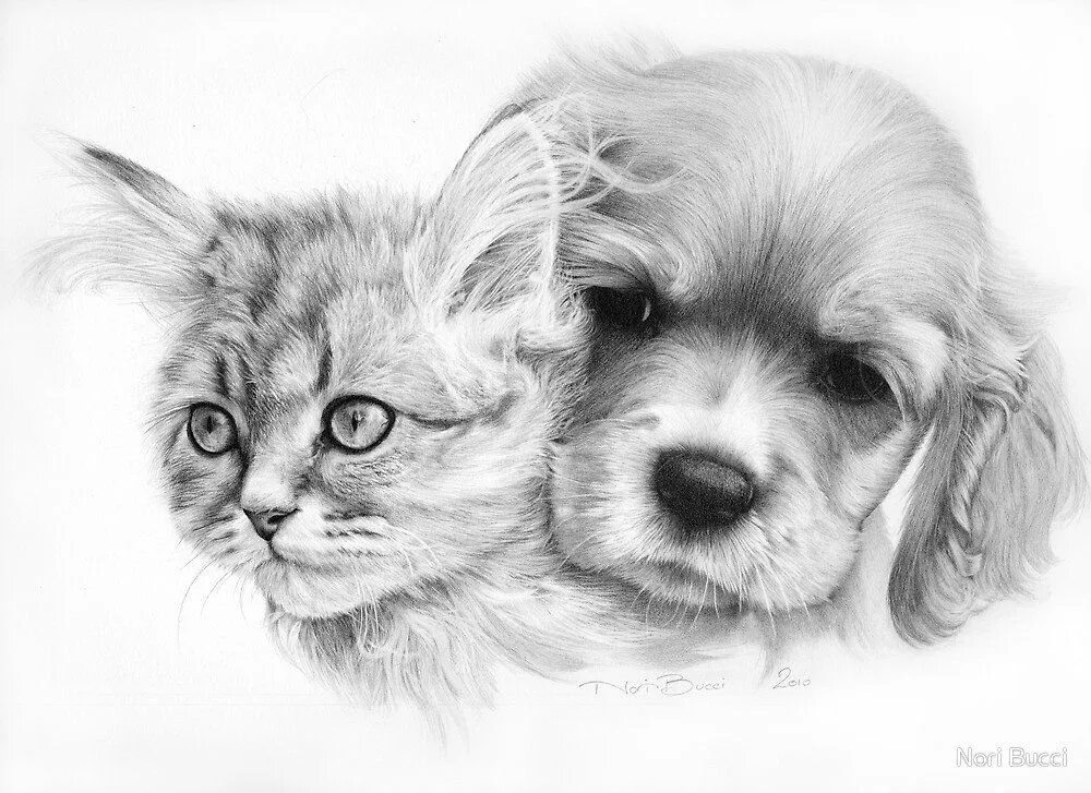 Кошечки собачки рисовать. Животные рисунки. Красивые рисунки. Животные карандашом. Рисунки животных карандашом.