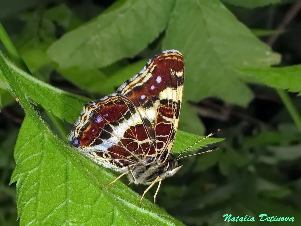 изменчивый без. бабочка пестрокрыльница изменчивая фото. голубянка дафнис. бабочка araschnia levana. бабочка голубянка аргус.