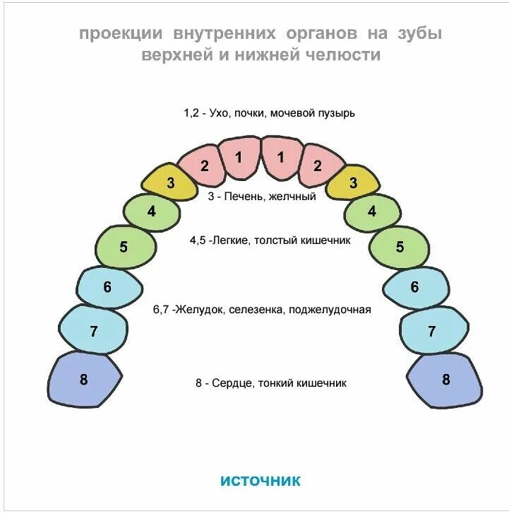 Связь зубов с органами. 6 Зуб снизу слева психосоматика. Зубы психосоматика. Проекция органов на зубы. Зубы проекция внутренних органов.