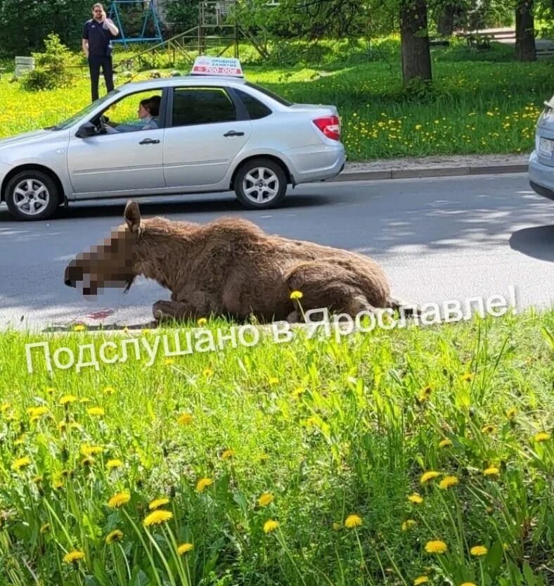 Лоси 18. Лось в городе.