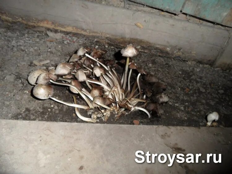Почему появляются грибы. Подвальные грибы. Грибы растущие в подвале. В подвале выросли грибы. Растут грибы в погребе.