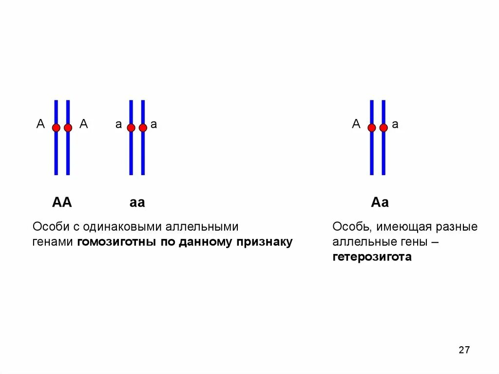 Где аллельные гены. Аллельные и неаллельные гены рисунок. Аллельные гены и неаллельные гены. Аллельные и неаллельные гены это в биологии. Одинаковые аллельные гены.
