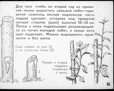 Посажены почки