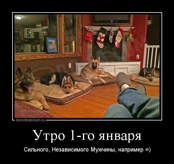 сильный и независимый кот. сильный и независимый мужчина. сильный независимый мужчина прикол. вечер сильной и независимой. сон кота.