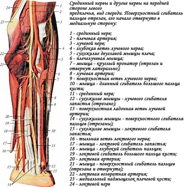 Анатомия предплечья поверхностная ветвь лучевого нерва. Срединный нерв в средней трети предплечья. Анатомия поверхностной ветви лучевого нерва. Срединный локтевой лучевой нерв анатомия.