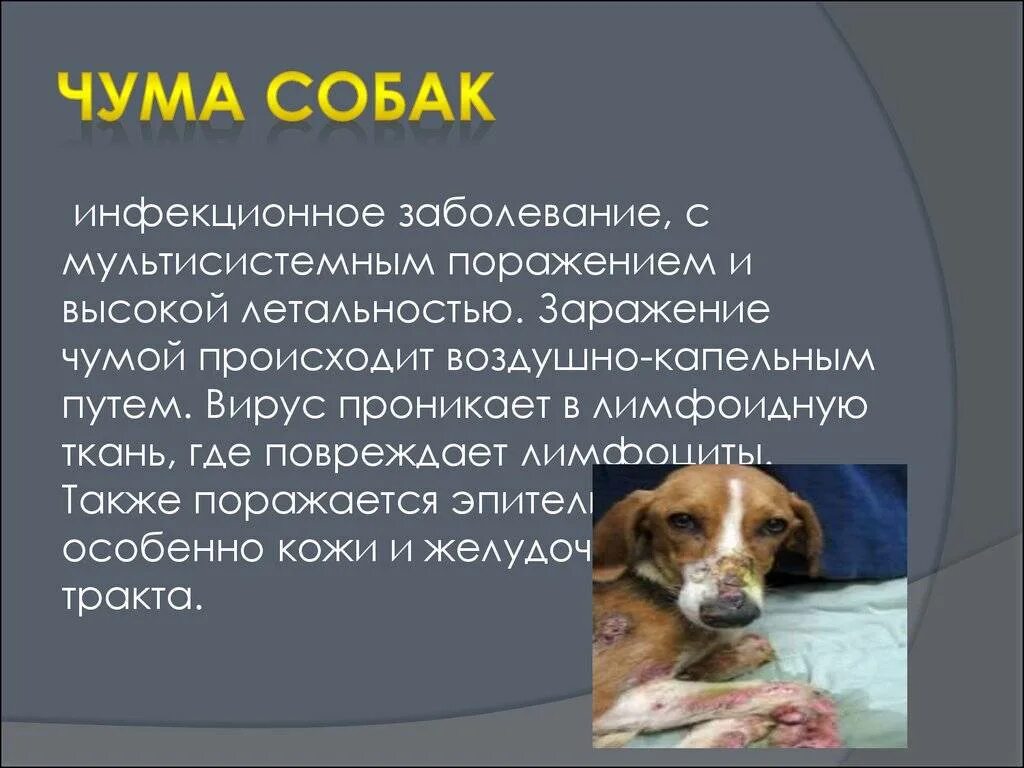 Почему собака пищит. Парвовирусный энтерит собак вирус. Парвовирусный энтерит собак пути передачи. Чума болезнь у собак симптомы.