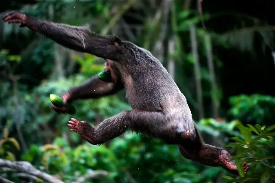 Убегающая обезьяна. Обезьяна бежит. Обезьяна бегает. Обезьяны разбегаются. Шимпанзе бежит.