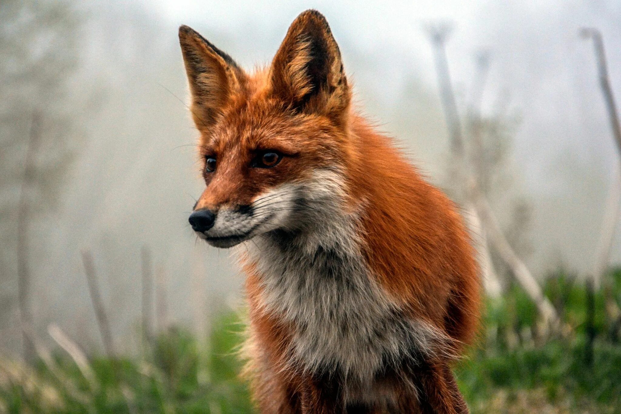 Рыжая fox. Ред Фокс лиса. Красная лиса. Старый Лис. Фото красной лисы.