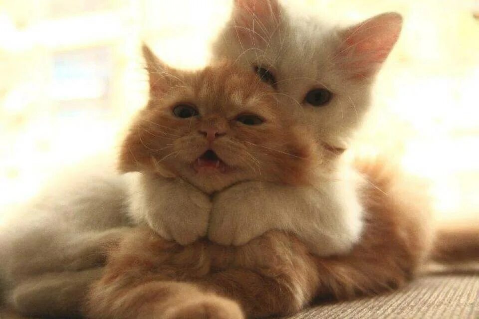 Котенок с языком. Рыжий котенок скучает. Хочу тебя картинки. Очень плохо без тебя любимый. Так ты фото.