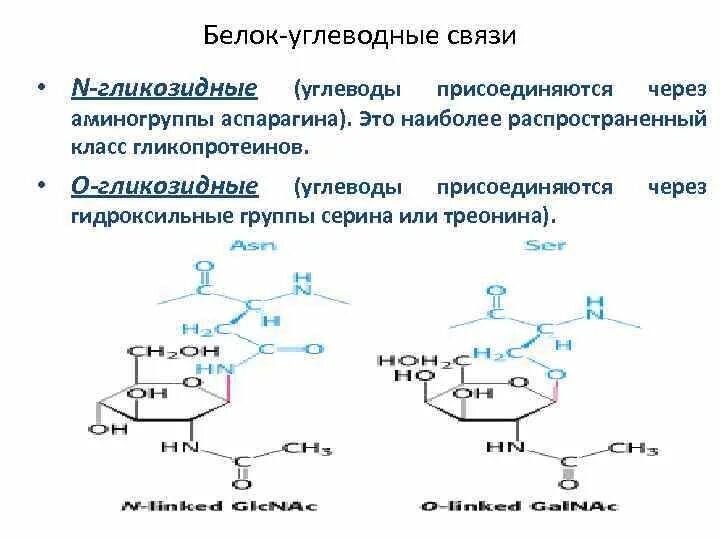 Связь 4 гликозидная. Тип гликозидной связи декстрана. Взаимосвязь углеводного и белкового обменов. Гликозидная связь это биохимия. Гликозидная связь в углеводах.