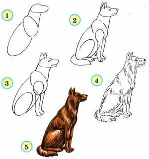 Как рисовать зверей пошагово своими руками: легкая инструкция с обзором оригинал