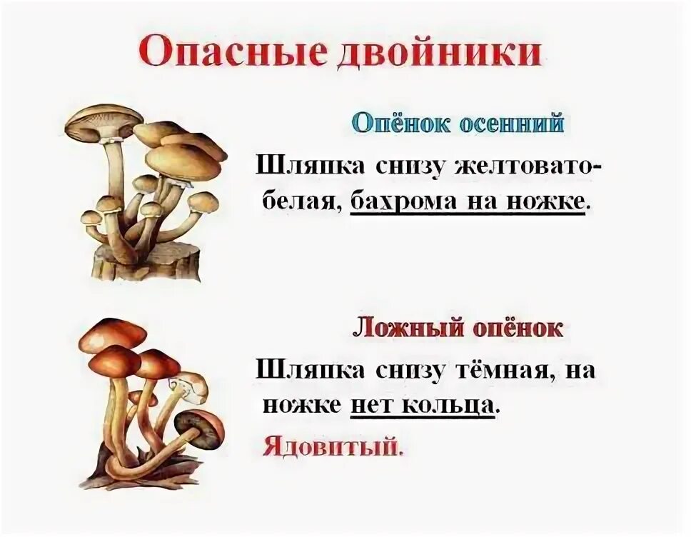 Определите тип питания опенок осенний. Опенок осенний и ложный опенок. грибы двойники опенок летний и опенок осенний. ложные опята и съедобные опята отличие. опёнок осенний и ложный опёнок отличия.