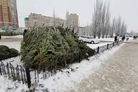 Кировск лесничество елка