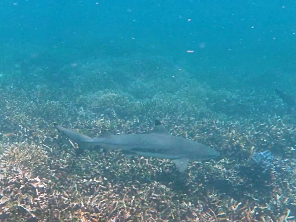 Снорклинг с китами шри ланка. Акцлы на беркгу шриланки. Китовая акула шри ланка. Тринкомали шри ланка киты. Китовые акулы на филиппинах.