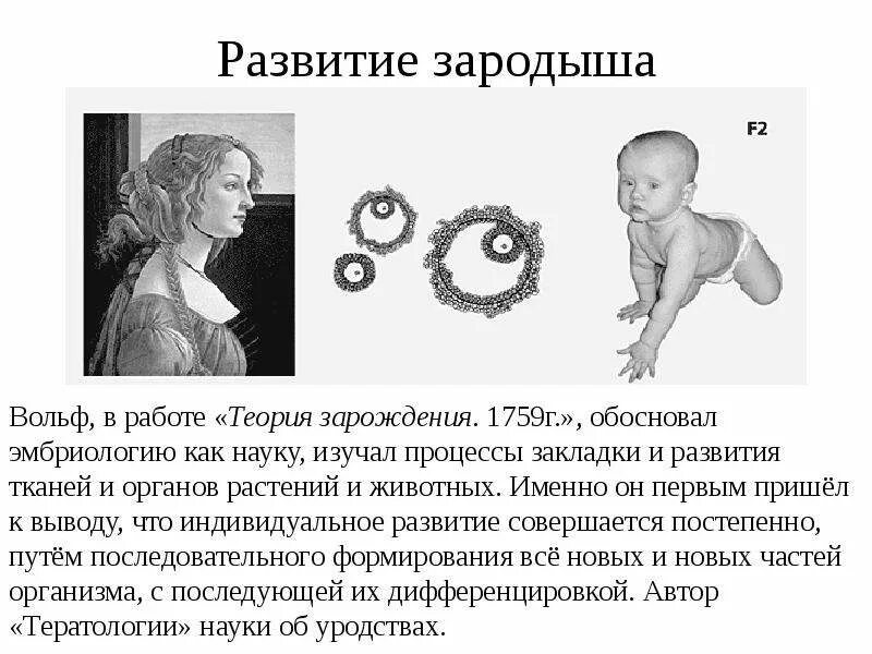 Зародышевое сходство бэр. Теория эпигенеза к вольфа. Зародышевое развитие организмов изучает. Эмбриологические доказательства эволюции. Эмбриологические доказательства сходства зародышей.
