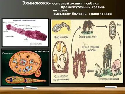 Основной и промежуточный хозяин червей