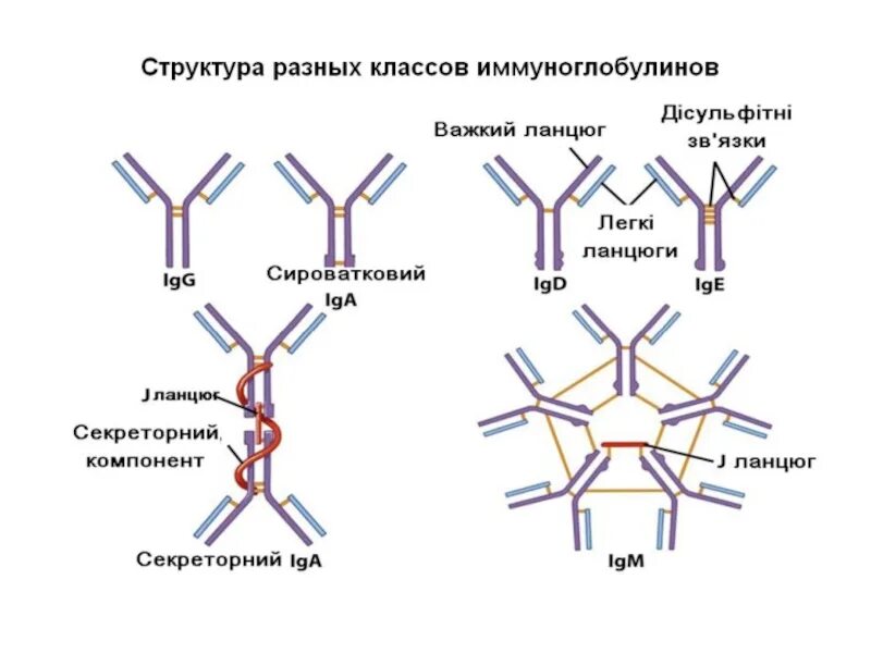 Применение иммуноглобулинов детям. Применение иммуноглобулинов детям. Классификация иммуноглобулинов иммунология. Иммуноглобулины. Применение иммуноглобулинов детям.