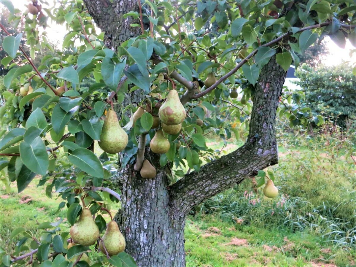 Сорт груши кудесница. Груша Конкорд. Pyrus communis дерево. Груша обыкновенная Лесная. Груша Харроу Делайт.