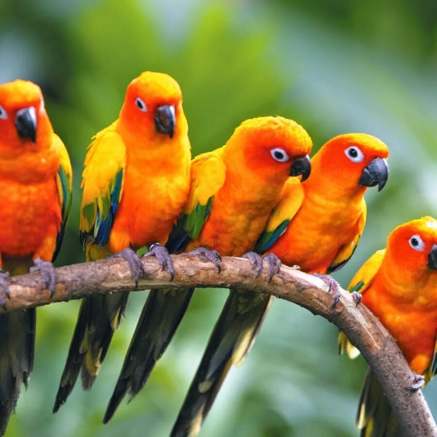 I love birds. Барабантовый попугай. Оранжевый попугай. Оранжевая птица. Оранжевые животные.