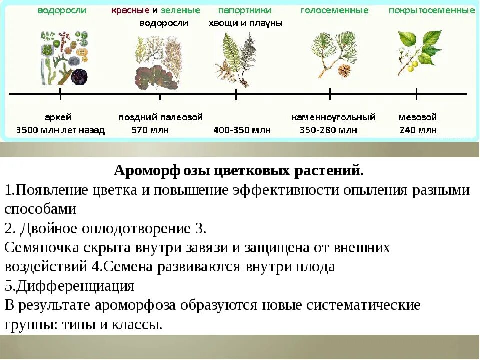 Основные ароморфозы растений таблица. Примеры ароморфоза у растений. Ароморфозы цветковых растений. Ароморфозы отделов растений. Ароморфоз крупные изменения в строении