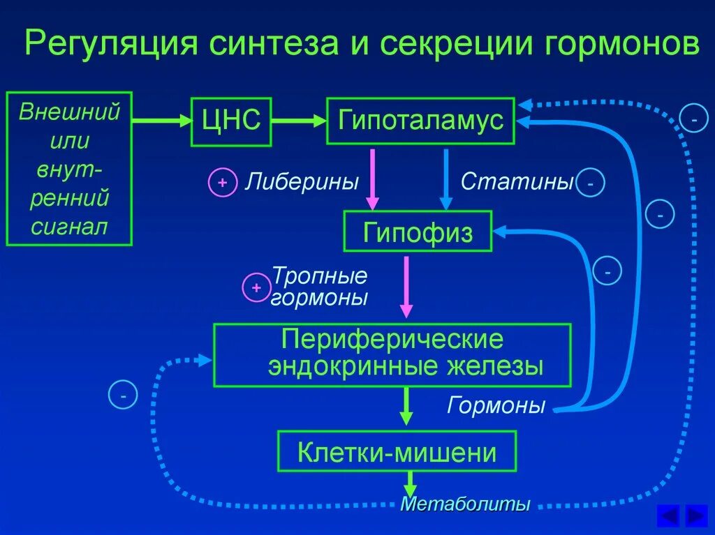 В процессе обмена гормоны. В процессе обмена гормоны