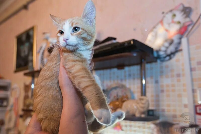 Кошка донор крови. Шереметьевский кот.