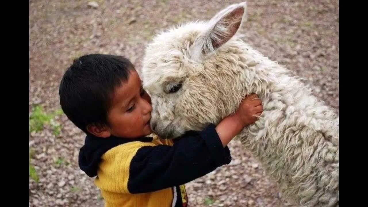 Kindness to animals. Ламы обнимаются. Ребенок обнимает животное. Лама обнимашки. Лама для детей.