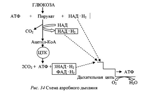 Дыхательная цепь атф