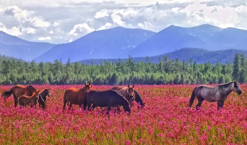 С х дальнего востока. Сибирь, Дальний Восток, Камчатка. Сельское хозяйство дальнего Востока. Природные зоны животный мир дальнего Востока. Дальний Восток Сельская местность.