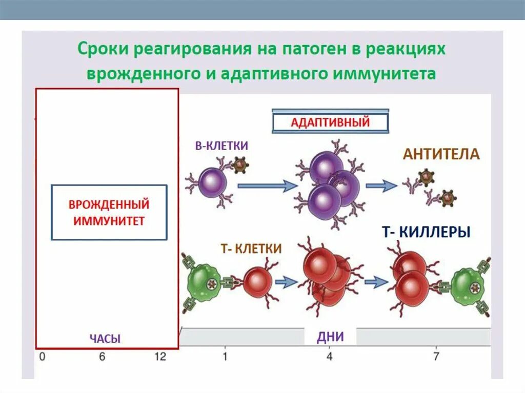 Клетки адаптивного иммунитета таблица. Основные типы защитных реакций системы врожденного иммунитета. Клетки врожденного иммунитета иммунология таблица. Врожденный иммунитет схема.