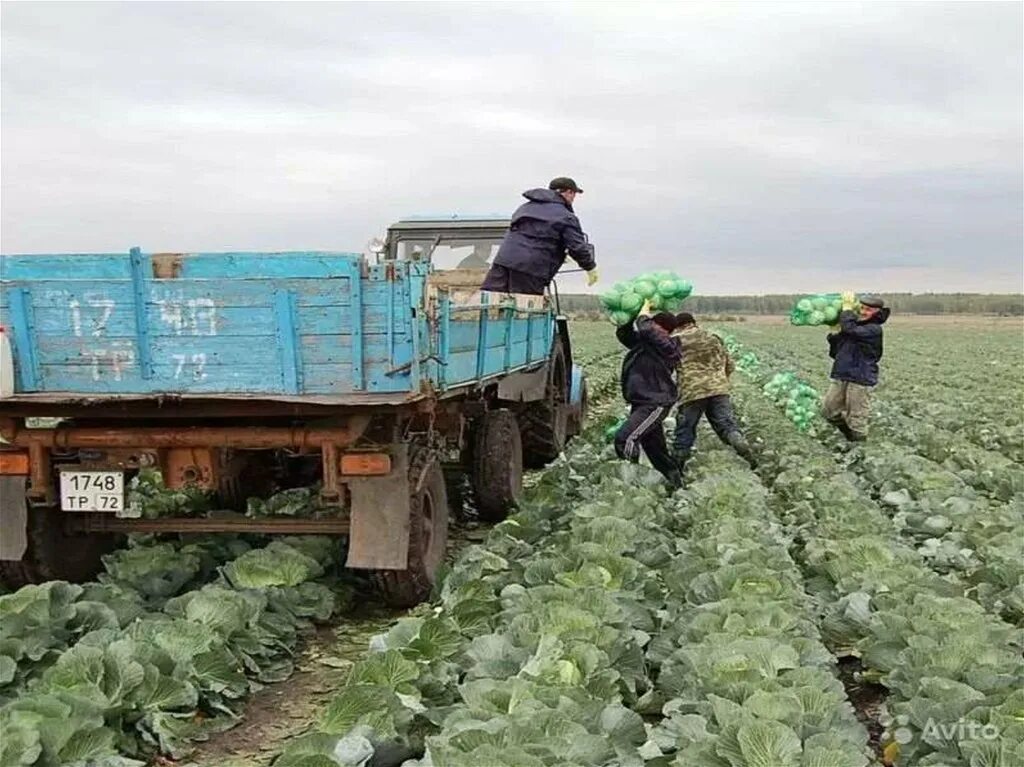 Уборка капусты. Сбор урожая капусты. Уборка овощей на полях. Уборка капусты в поле.