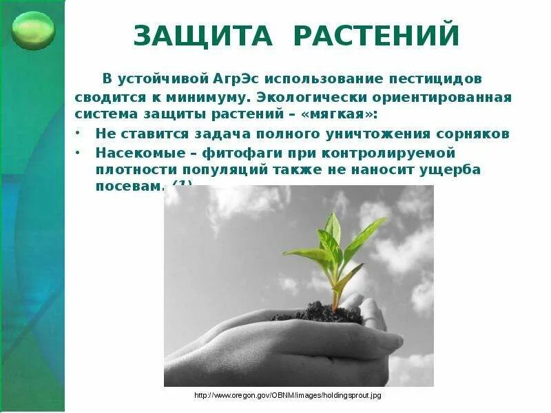 Методы охраны растений. Защита растений. Защита и охрана растений. Проект защита растений. Защита растений презентация.