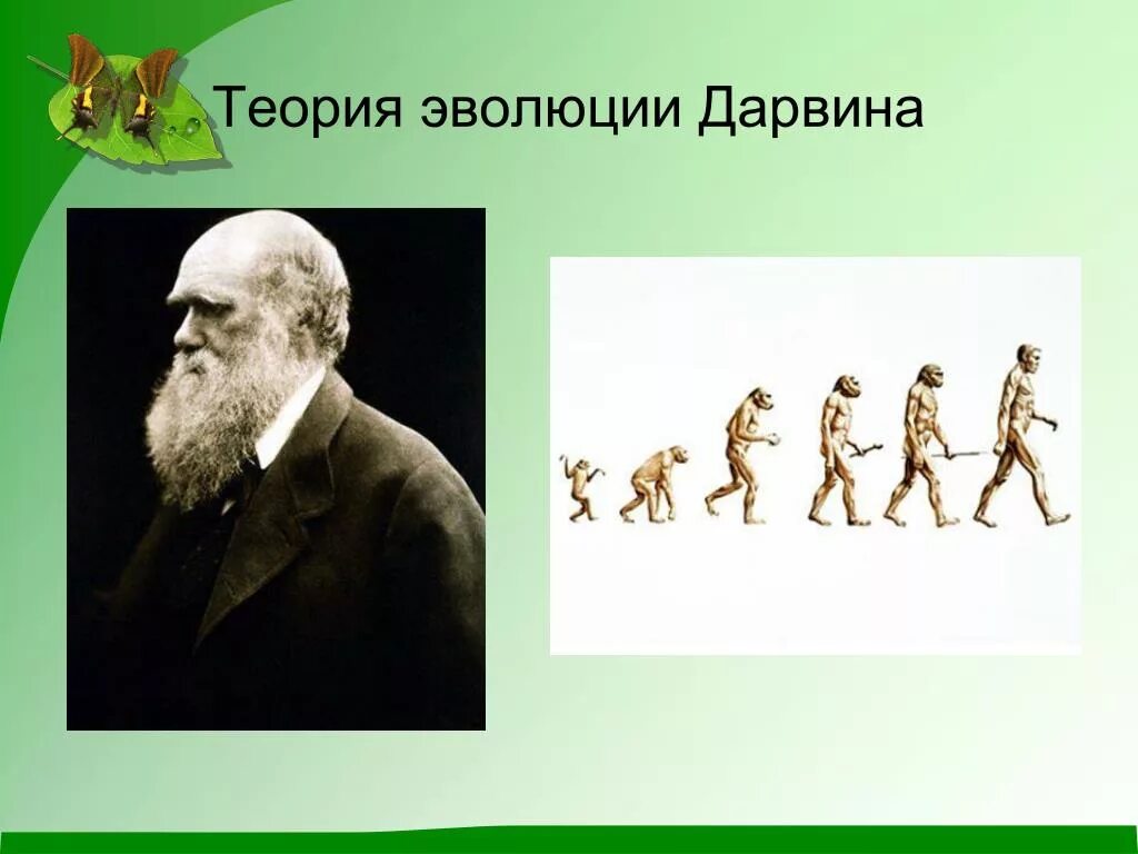 Ученые теория дарвина. Теория Чарльза Дарвина. Эволюционная теория Чарльза Дарвина. Теория эволюции Чарльза Дарвина (материалистическая).