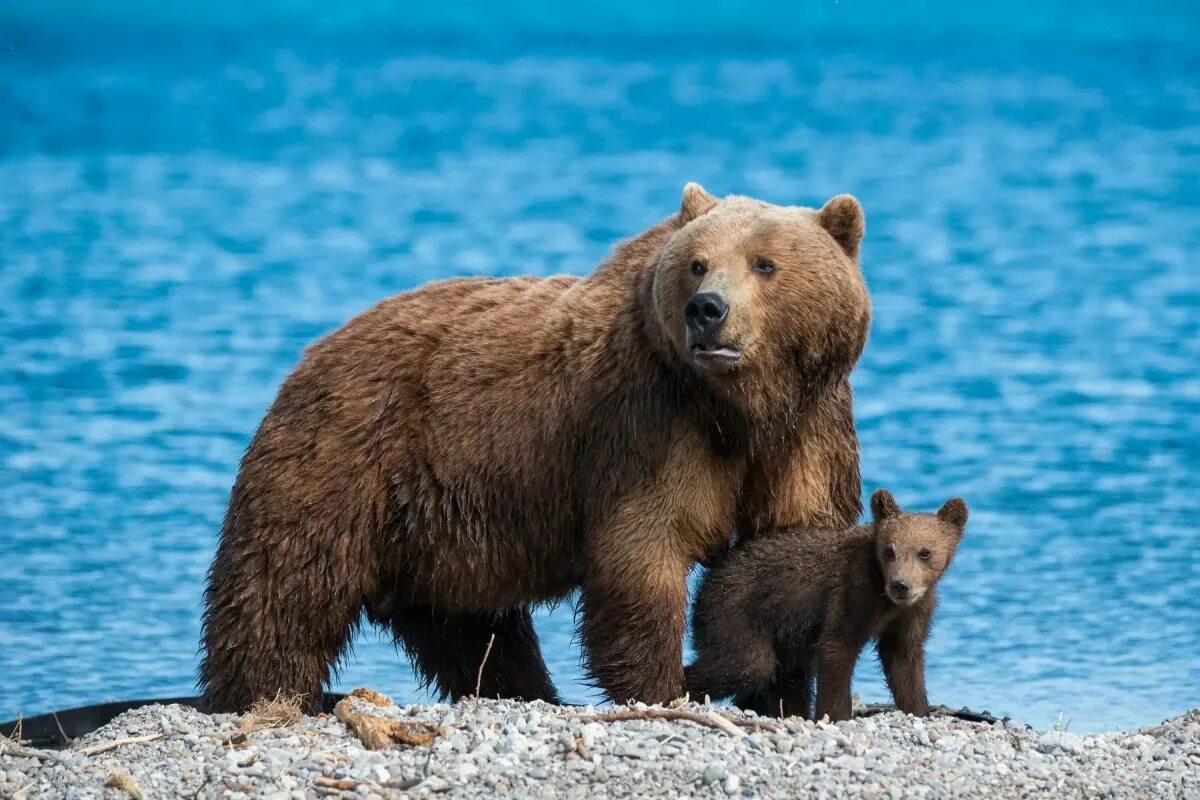 Аю вери песня. Бурый медведь (Ursus arctos). Бурый медведь – Ursus arctos l.. Камчатский медведь (Ursus arctos). Урсус медведь.