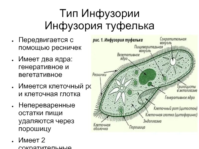 Строение инфузории туфельки. Тип инфузории инфузория туфелька. Строение инфузории туфельки кратко. Реснички инфузории туфельки строение. Жизнедеятельности инфузории туфельки