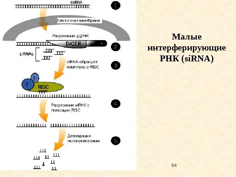Малая интерферирующая РНК функция. Короткие интерферирующие РНК. РНК интерференция. РНК интерференция механизм.