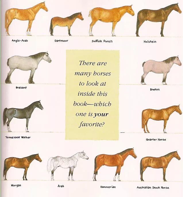 Имена для лошадей девочек и мальчиков. Клички для лошадей Жеребцов красивые русские имена. Красивое имя для лошадки. Красивые имена для лошадей кобыл. Как называют лошадей клички