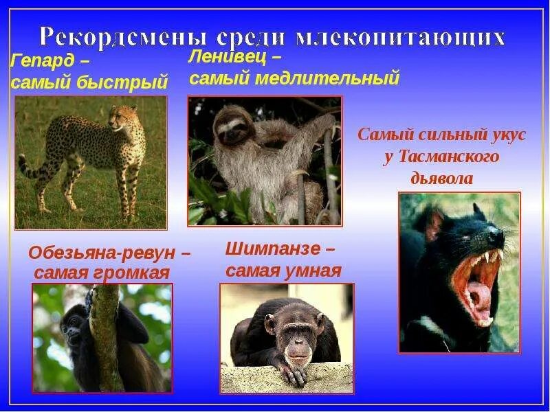 Кто из млекопитающих способен к активному полету. Млекопитающие презентация. разнообразие млекопитающих. звери млекопитающие. млекопитающие животные презентация.