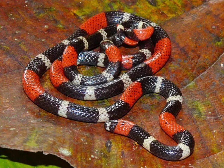 Как аспид коварный 5 букв. Коралловый аспид змея. micrurus surinamensis. арлекиновый коралловый аспид. кольчатый коралловый аспид.