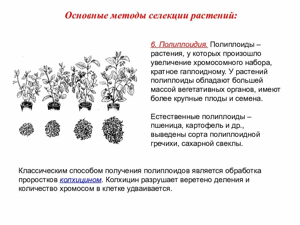 Результат метода полиплоидии. Метод полиплоидии в селекции. Методы полиплоидия растений. Методы селекции растений искусственная гибридизация. Методы селекции полиплоидия.