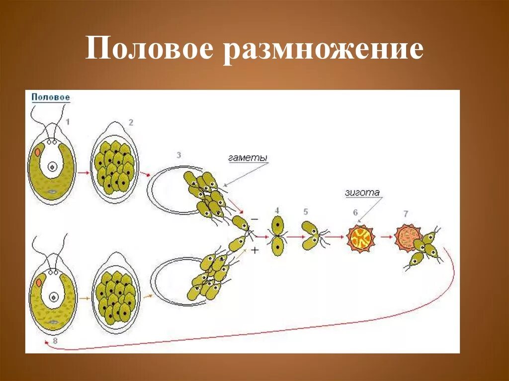 Размножение путем спор. Жизненный цикл развития хламидомонады. Размножение водорослей хламидомонада. Размножение споровых растений хламидомонада. Размножение хламидомонады рис 92.