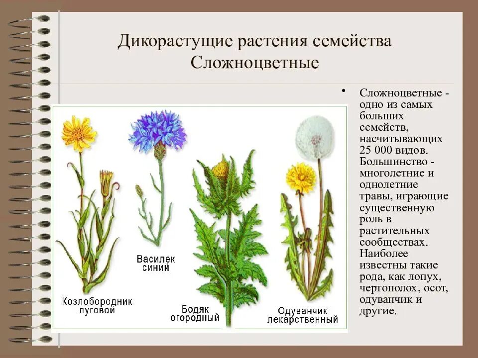 Дикая форма растений. Дикие растения семейства сложноцветных. Дикорастущие семейства Сложноцветные. Дикорастущие растения семейства Сложноцветные. Двудольные растения Сложноцветные.