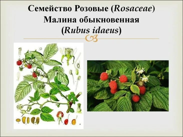 Малина обыкновенная rúbus idáeus. Малина род семейство. Rubus odoratus. Доклад о кустарнике. Плод малины.