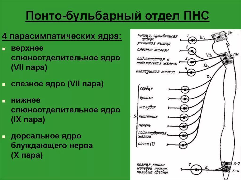 Парасимпатические черепные нервы. Нижнее слюноотделительное ядро иннервирует. Верхнее слюноотделительное ядро. Дорсальное ядро блуждающего нерва. Понтобульбарный отдел.