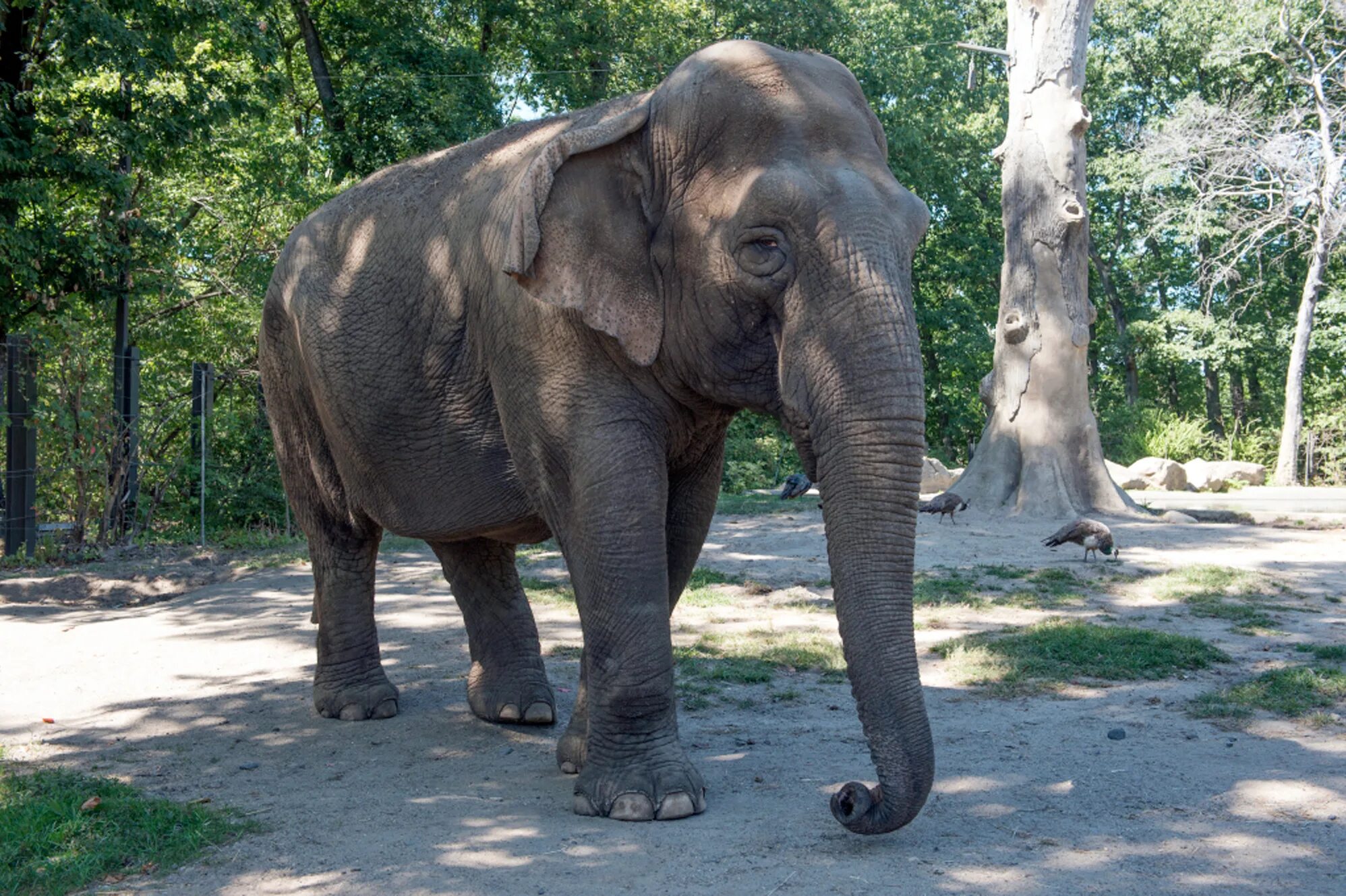 Old elephant. Бронкский зоопарк (США). Bronx Zoo. Зоопарк в Бронксе. Бронкский зоопарк Нью-Йорк США.